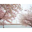 Full Bloom Ii Print by Scott Wurzel-65791277-132434023