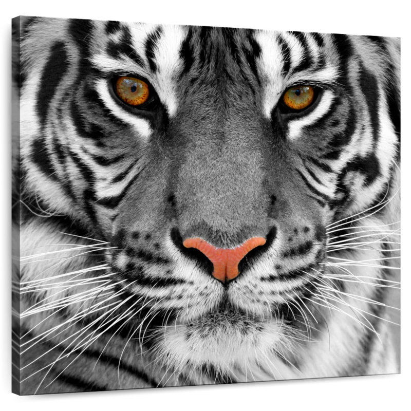 Brampt regardant le tigre, H 24 po x l 24 po