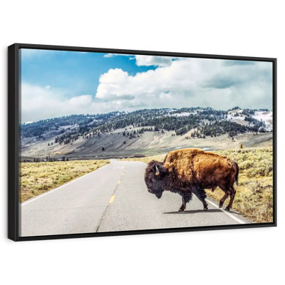 American Bison Crossing