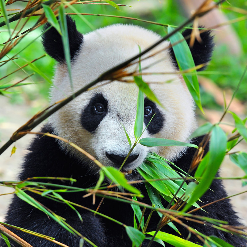 Giant Panda Bear by Hung_Chung_Chih - Wrapped Canvas Print, 76cm H x 76cm W