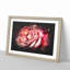 Pink Rose Flower Vol.4 - Picture Frame Graphic Art-62804226-62804230