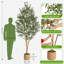 Olive artificielle artificielle d'intérieur avec pot de paille et tronc de bois - Faux arbre réaliste pour la maison, le bureau, le salon-265220259