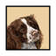 « épagneul », reproduction de photo sur toile tendue Vicki Newton-72447654-72447651-72447652