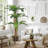 70.8'' Plant