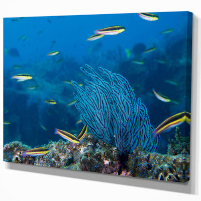 " Gorgonia Coral on the Deep Blue Ocean " Print