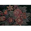 Tapis vert Aubusson 9 x 12