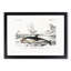 Beached Dolphin by Charles D'Orbigny - Single Picture Frame Painting-55543971-55543970