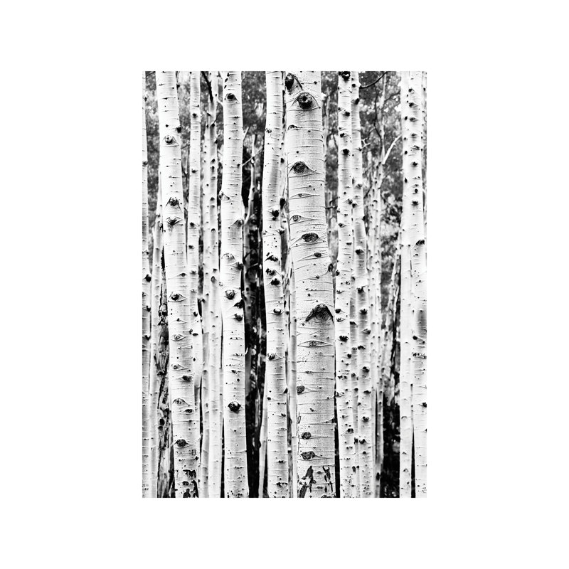 Birch - Wrapped Canvas Print, 101.6 cm H x 66.04 cm W x 1.91 cm D