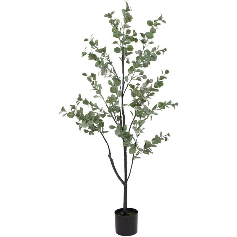 53 plantes
