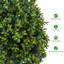 50.8cm Boxwood Plant