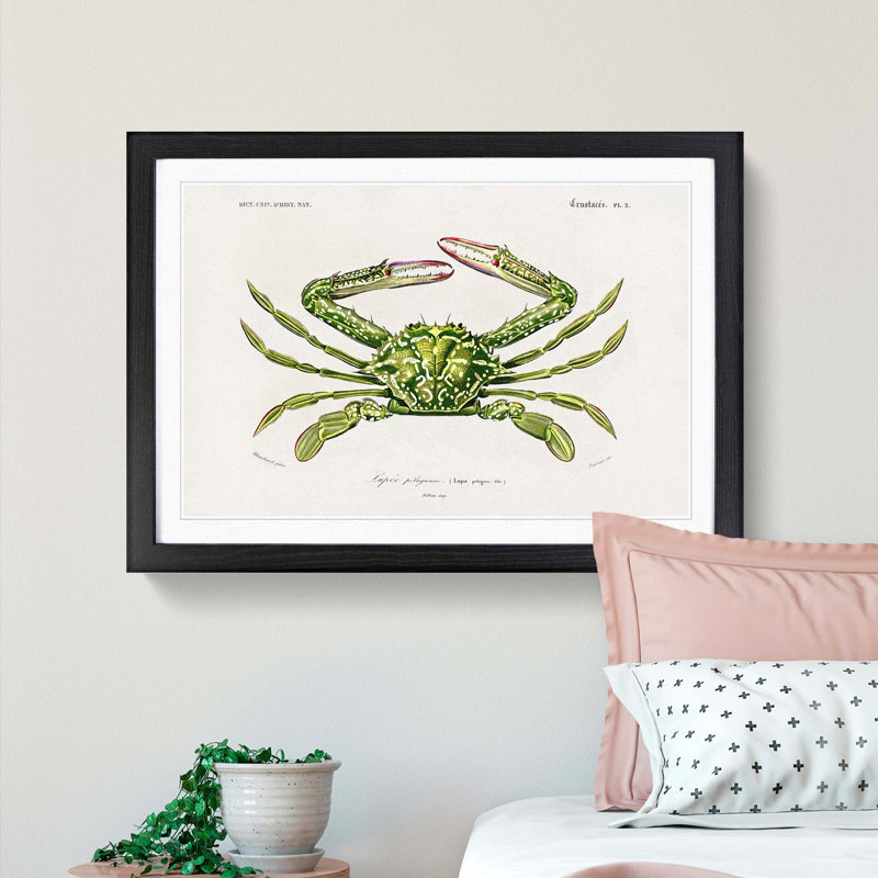 Green Crab by Charles d' Orbigny - Picture Frame Painting Print, Black Framed, 48cm H x 65cm W x 2cm D