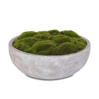 Picnic at Ascot 5'' Faux Moss Plant in Planter & Reviews