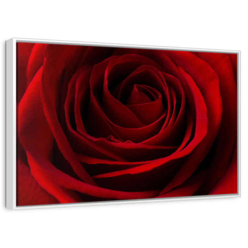 Rose rouge Saint-Valentin, Cadre flottant blanc, 19 po x 13 po