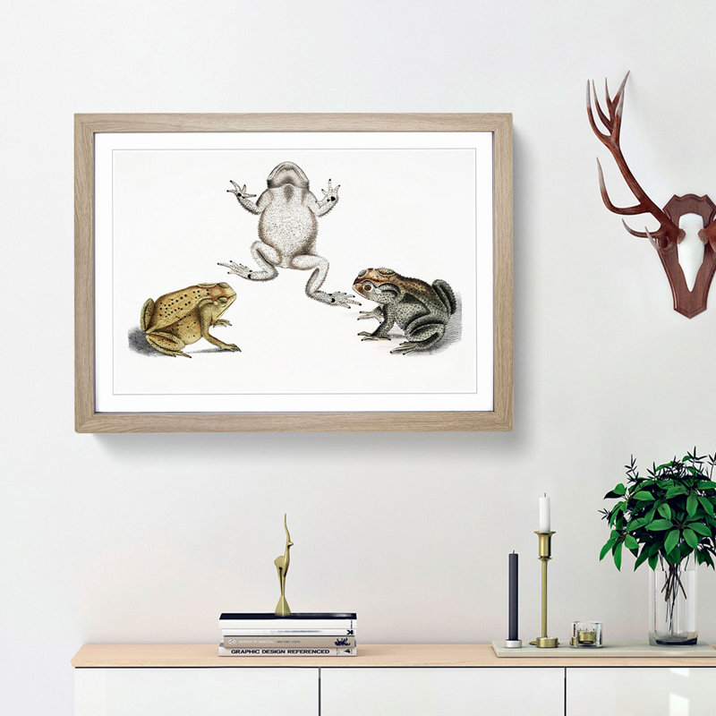 Illustrations of Toads by John Edward Gray - Picture Frame Painting Print, Oak Framed, 27cm H x 36cm W x 2cm D