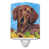 Brown Dachshund
