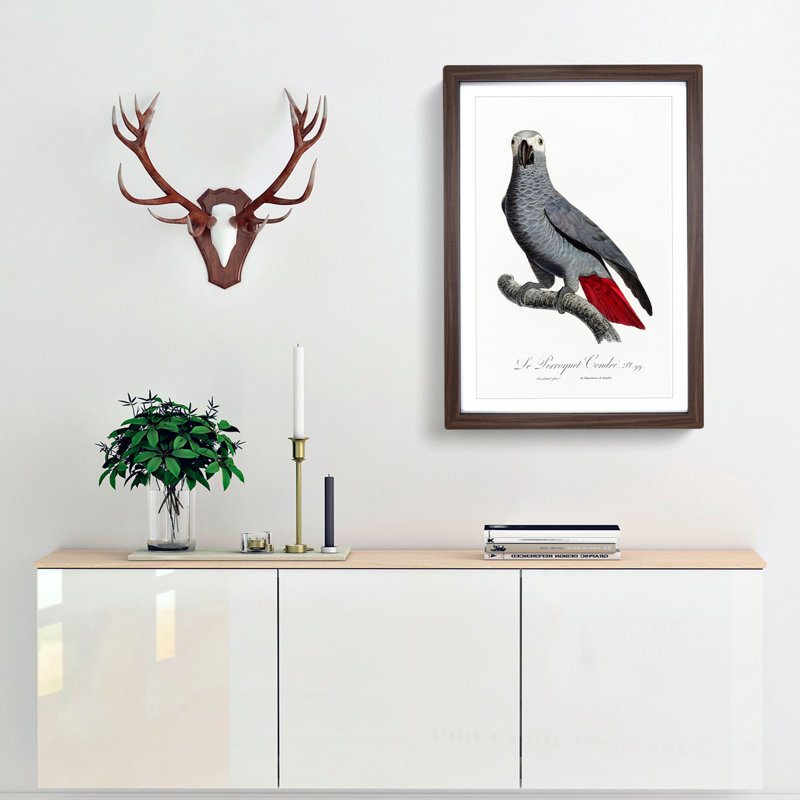 The Grey Parrot by F. Levaillant - Picture Frame Painting Print, 65cm H x 48cm W x 2cm D, Walnut Framed