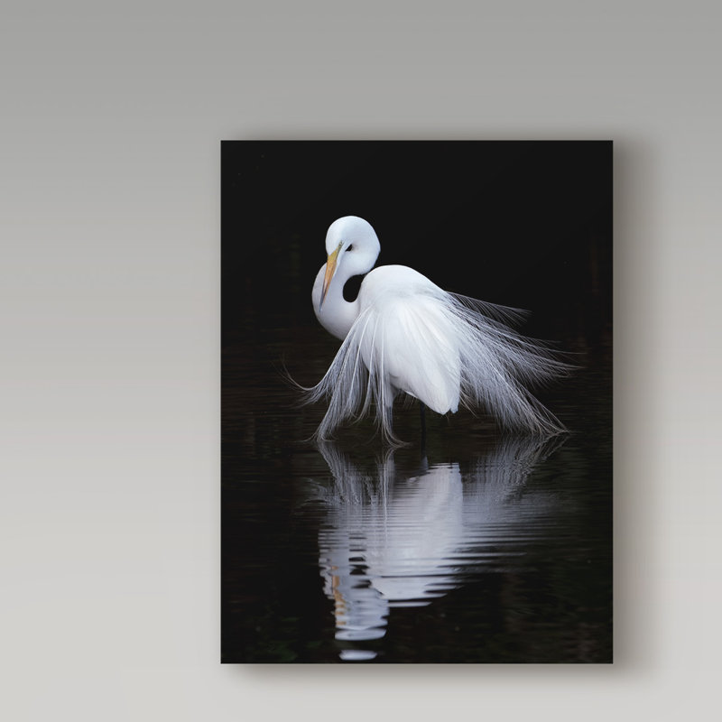 « watching white oiseau », reproduction de photo sur toile tendue, H 19 po x l 14 po x P 2 po