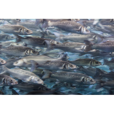 Fredegaest Fish Swarm - Wrapped Canvas Print