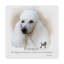 « caniche », reproduction d’impression sur toile tendue-26853385