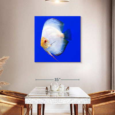 Brampt Pompadour Discus Fish