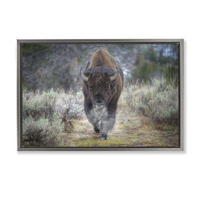 Bison Stepping Photography Framed Floater Canvas by Rick Berk
