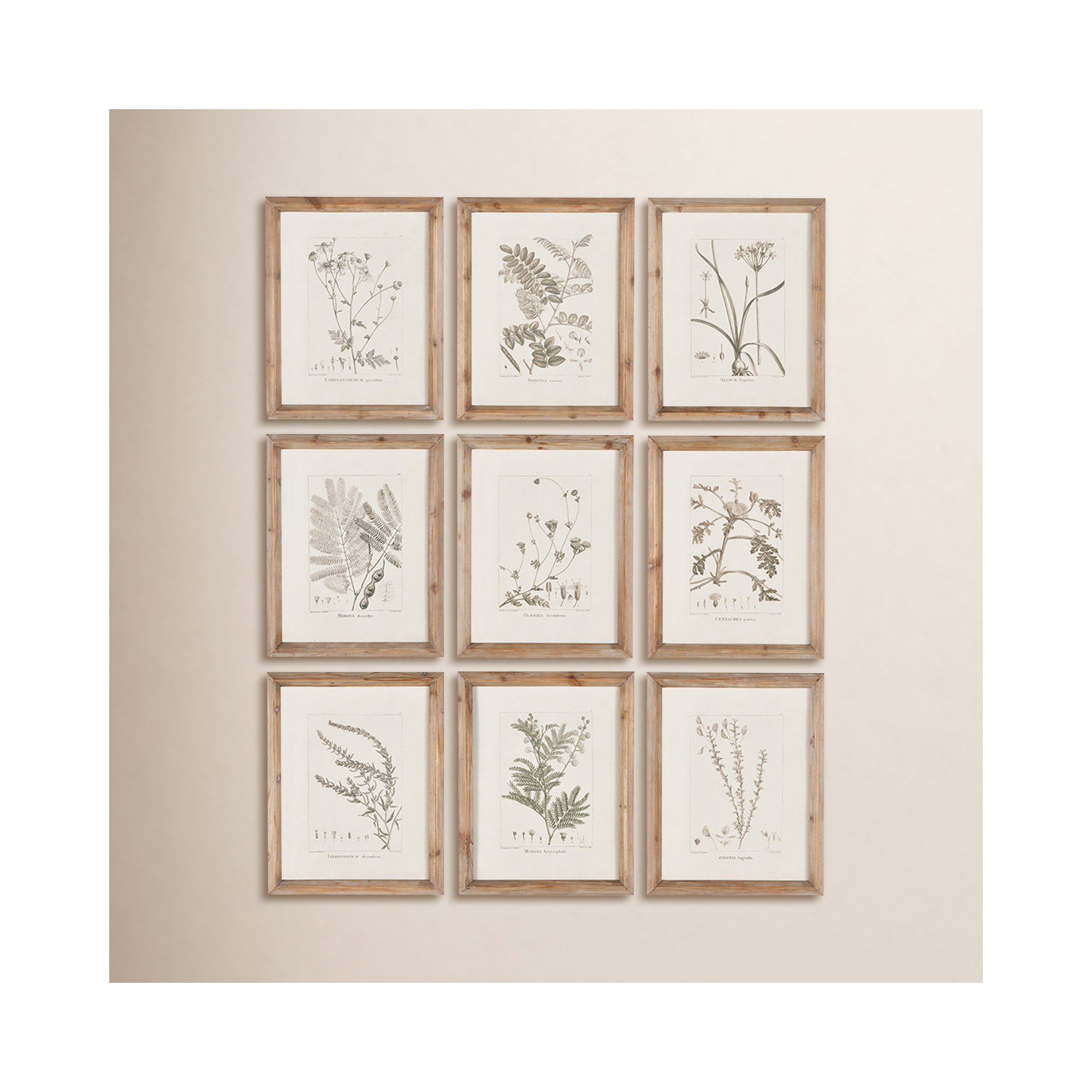 Ridgewood Botanical Illustrations Whitewash Frame, Set of 9