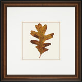 Nature Leaves III Print