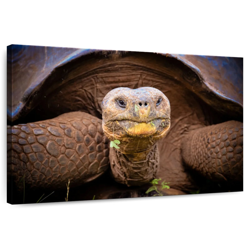 Brampt Galapagos Tortoise, 30" H x 45" W