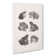 Frogs And Toads by Theo Van Hoytema - Wrapped Canvas-61855327