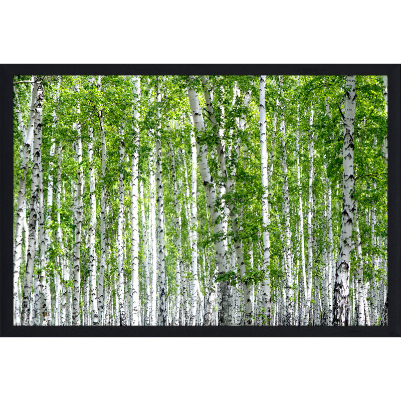 « bouleau trees iii », reproduction de photo encadrée, H 27,5 po x l 39,5 po x P 0,75 po