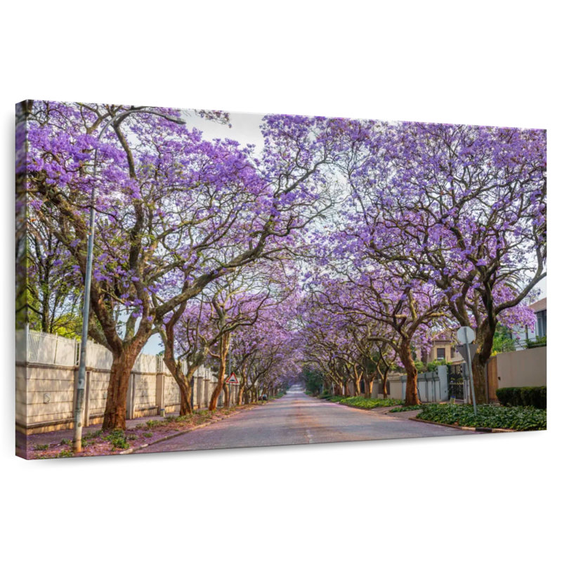 Sirci Saxonwold Jacaranda Lane, H 20 po x l 30 po