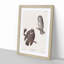 Tenmalms Owls by John James Audubon - Framed Print-55642370-55642371