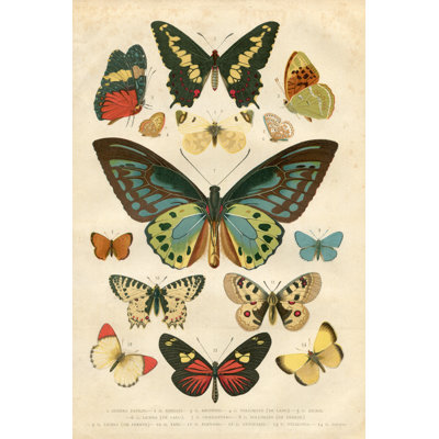 Butterfly Papilio Nymphalidae Illustration by Grafissimo - Wrapped Canvas Print