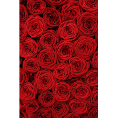 Rose rouge - photographie sur toile tendue
