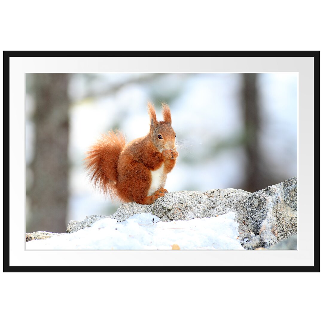 Gerahmtes Poster Eichhörnchen im Schnee