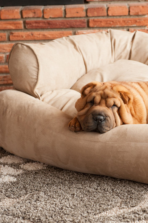 Shop Dog Sofas