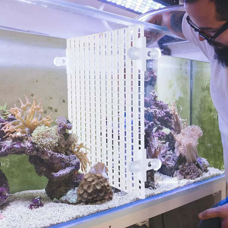 4 pièces Aquarium Divider Tray Egg Grid, Blanc