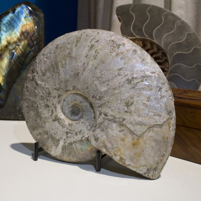Iridescent Ammonite Fossil