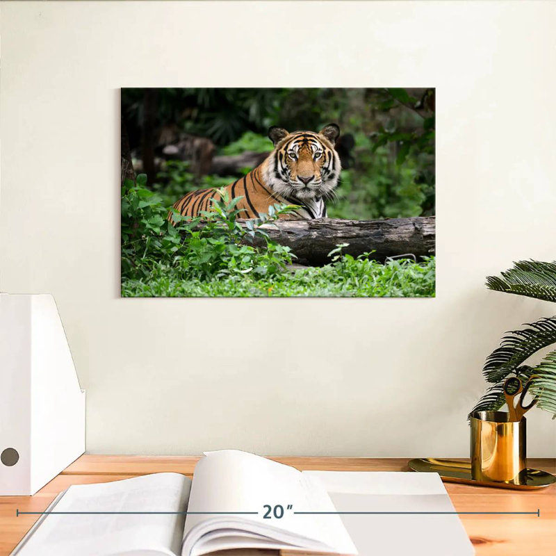 Brampt Indian Bengal Tiger, 8" H x 12" W