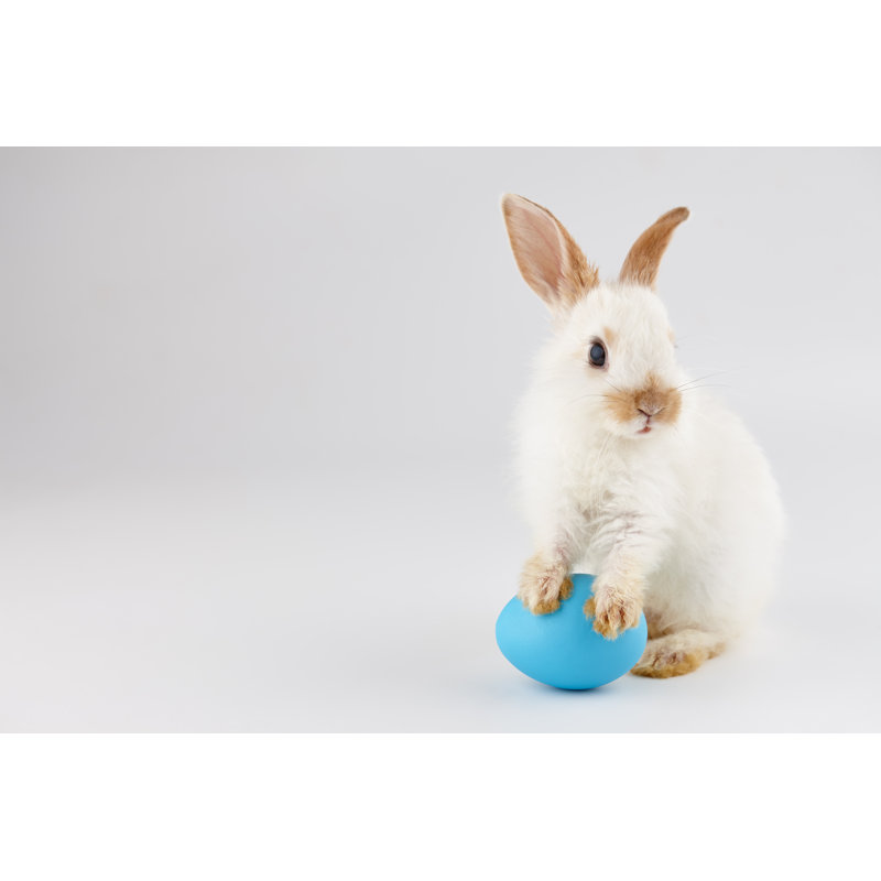 Lapin de Pâques par Daliu - Photographie sur toile tendue
