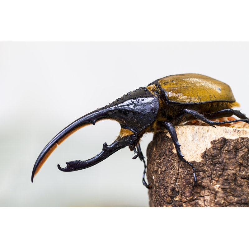 Hercules Beetle by Jonathan Austin Daniels