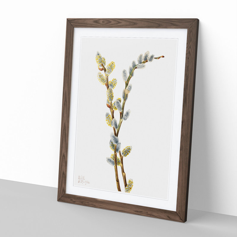 Pussy Willow by Mary Vaux Walcott - Picture Frame Painting, Walnut Framed, 48cm H x 36cm W x 2cm D
