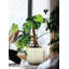 Pot de fleurs moyen en PVC mat blanc - pot léger pour plantes d'intérieur, décoration minimaliste moderne pour la maison et le bureau-675275193