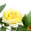 Plastic, Silk Rose Arrangement in Pot-109341030