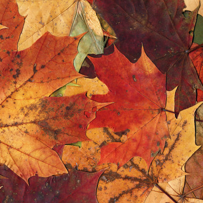 Feuilles d'automne - photographie sur toile tendue