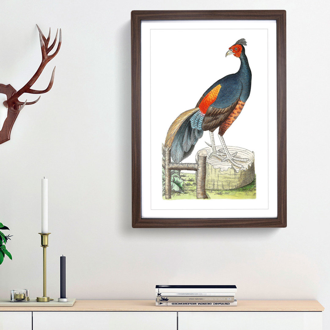 Fire-Backed Pheasant by George Shaw - Framed Print