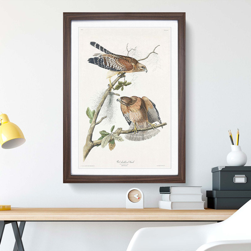 Red-Shouldered Hawks by John Audubon - Picture Frame Painting Print, Walnut Framed, 48cm H x 36cm W x 2cm D