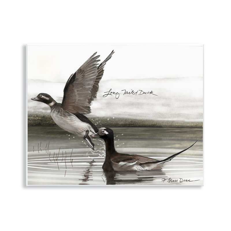 «Long Tailed Duck» par Jadei