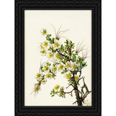 Cliffrose (Cowania stanshuriana) (1934)