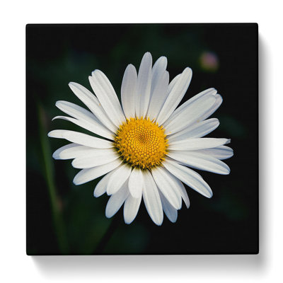Daisy Photograph - Wrapped Canvas
